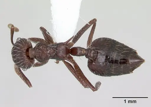 Crematogaster acuta - CASENT0173927