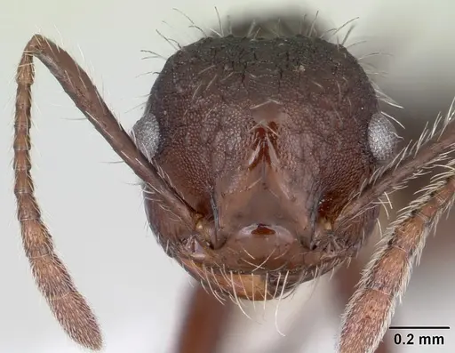 Crematogaster acuta - CASENT0173927