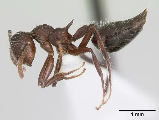 Crematogaster acuta - CASENT0173927