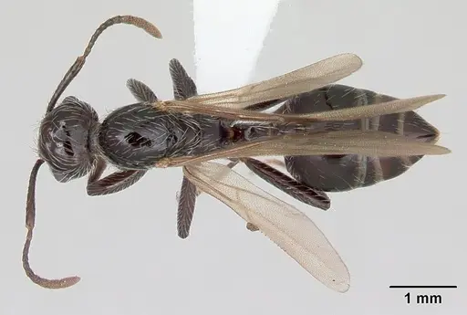 Crematogaster acuta - CASENT0173928