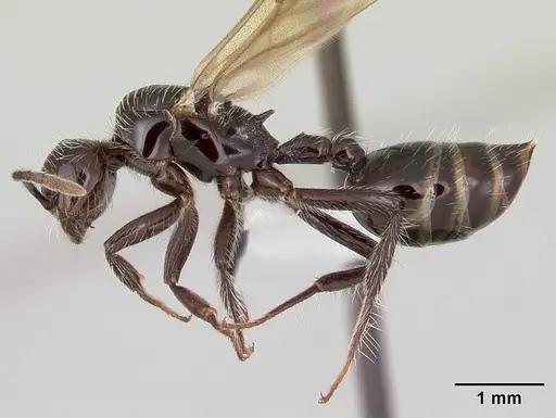 Crematogaster acuta - CASENT0173928