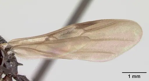 Crematogaster acuta - CASENT0173928