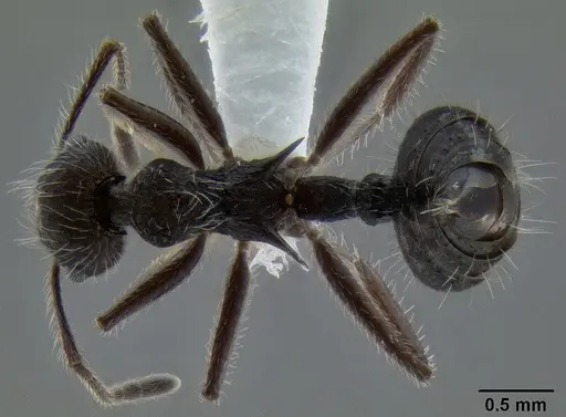 Crematogaster acuta - CASENT0193650