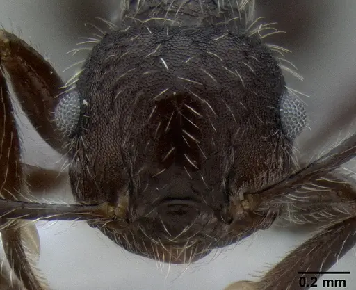 Crematogaster acuta - CASENT0193650