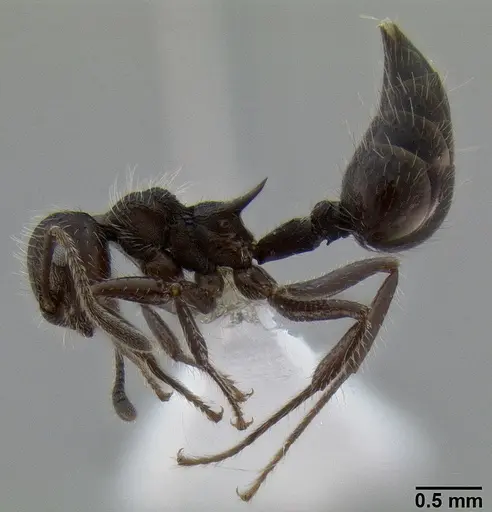 Crematogaster acuta - CASENT0193650
