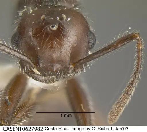 Crematogaster acuta - CASENT0627982