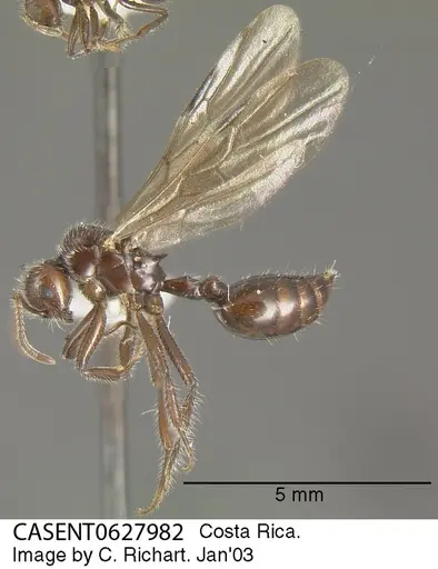 Crematogaster acuta - CASENT0627982