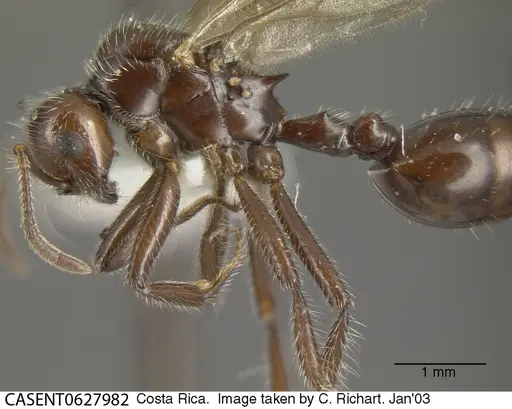 Crematogaster acuta - CASENT0627982