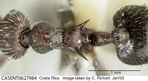 Crematogaster acuta - CASENT0627984