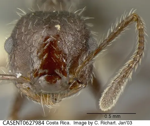 Crematogaster acuta - CASENT0627984