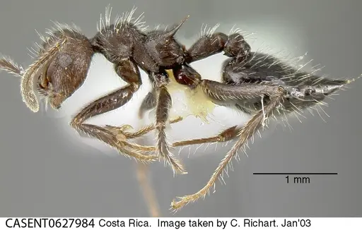 Crematogaster acuta - CASENT0627984