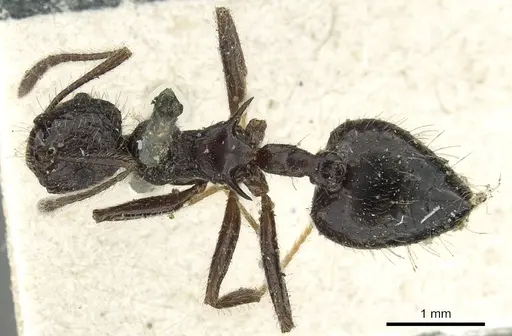 Crematogaster acuta - CASENT0902145