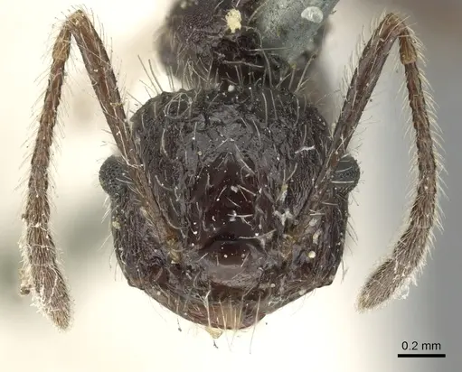 Crematogaster acuta - CASENT0902145