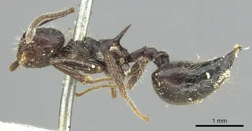 Crematogaster acuta - CASENT0902145