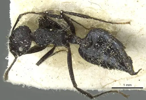 Crematogaster acuta - CASENT0912733
