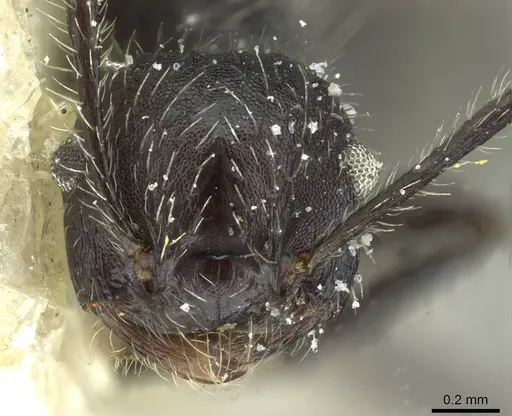 Crematogaster acuta - CASENT0912733