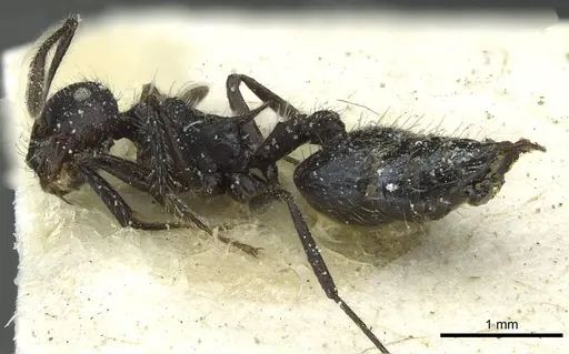 Crematogaster acuta - CASENT0912733