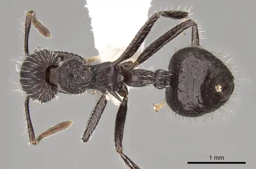 Crematogaster acuta - CASENT0914547
