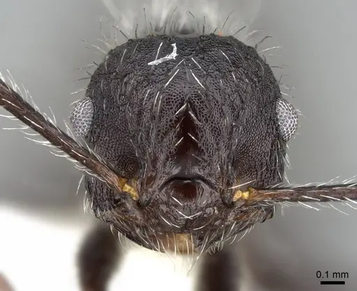 Crematogaster acuta - CASENT0914547