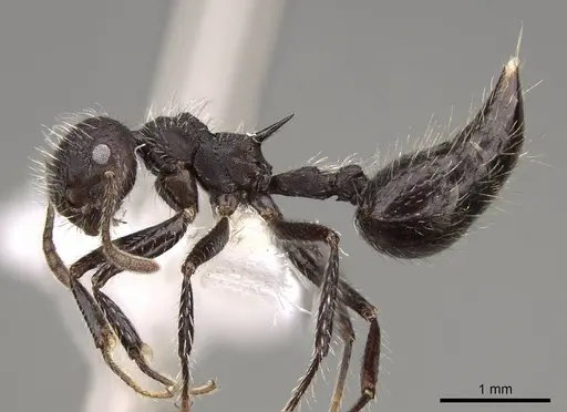 Crematogaster acuta - CASENT0914547