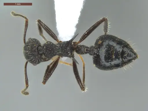 Crematogaster acuta - ECOFOG-GRS21-0162-03