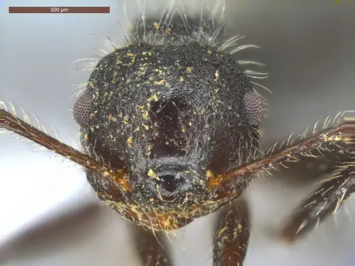 Crematogaster acuta - ECOFOG-GRS21-0162-03