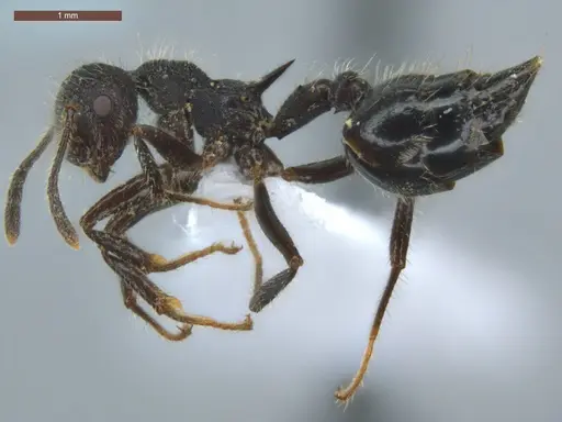 Crematogaster acuta - ECOFOG-GRS21-0162-03