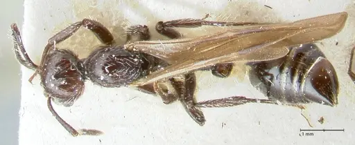 Crematogaster acuta - FOCOL1640-1