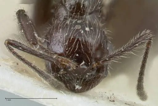 Crematogaster acuta - FOCOL1640-1