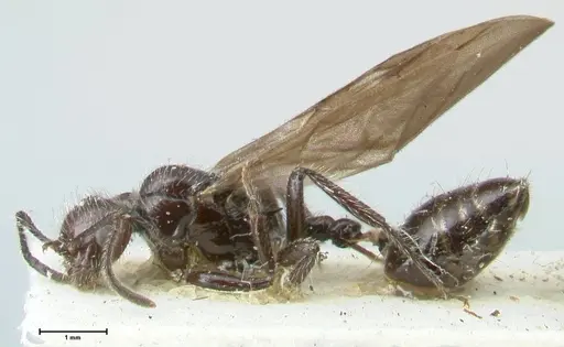 Crematogaster acuta - FOCOL1640-1