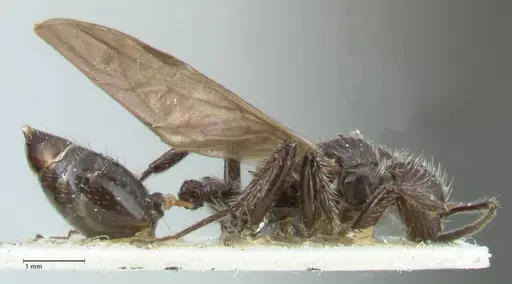 Crematogaster acuta - FOCOL1640-1