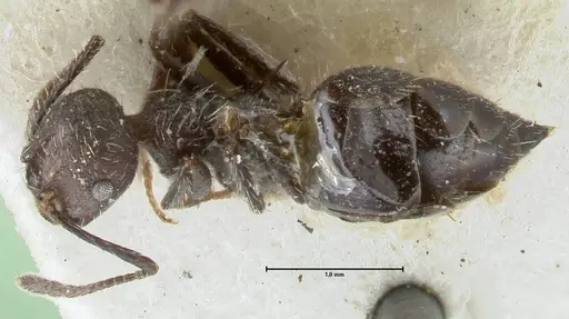 Crematogaster acuta - FOCOL1640-2