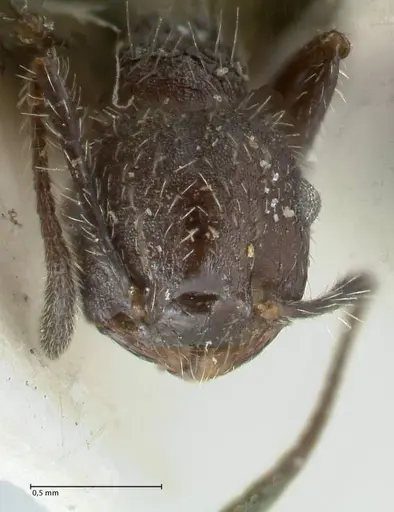 Crematogaster acuta - FOCOL1640-2