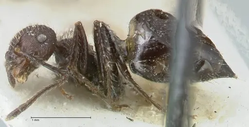 Crematogaster acuta - FOCOL1640-2