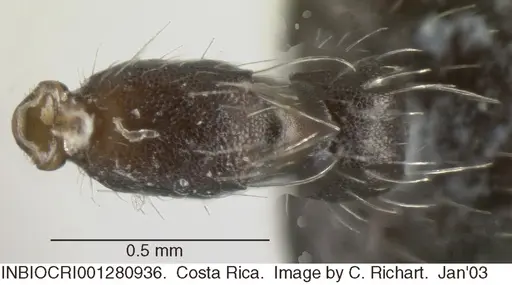 Crematogaster acuta - INBIOCRI001280936