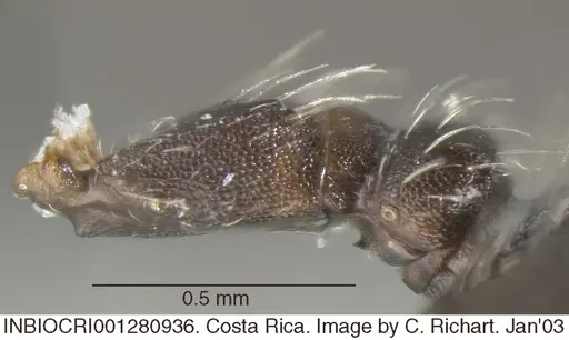 Crematogaster acuta - INBIOCRI001280936