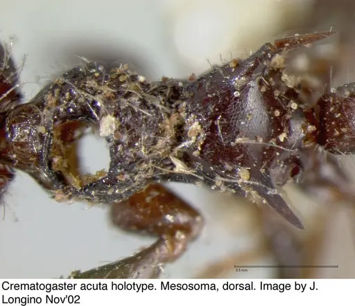 Crematogaster acuta - JTL669608