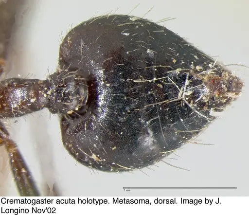 Crematogaster acuta - JTL669608