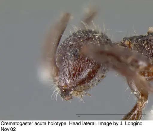 Crematogaster acuta - JTL669608