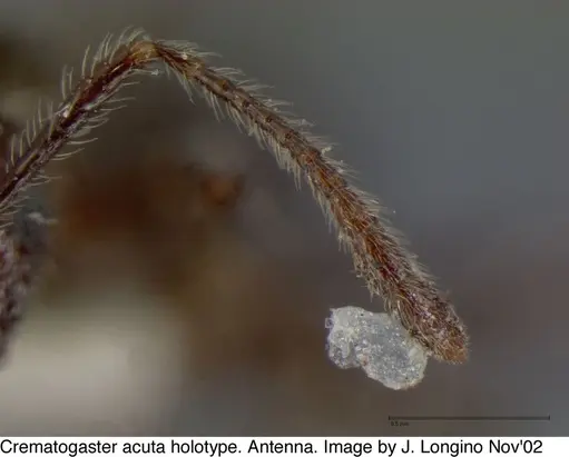 Crematogaster acuta - JTL669608