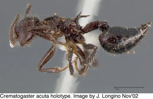 Crematogaster acuta - JTL669608