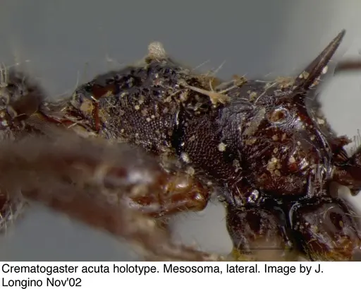 Crematogaster acuta - JTL669608