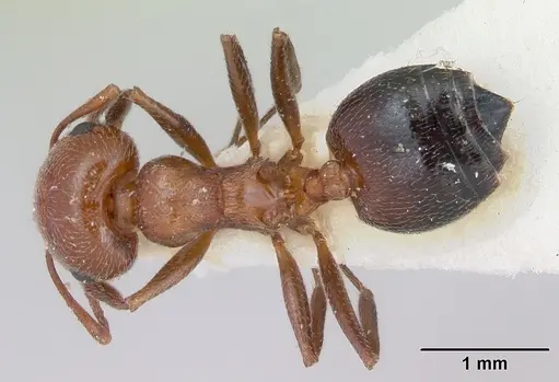 Crematogaster aegyptiaca specimen