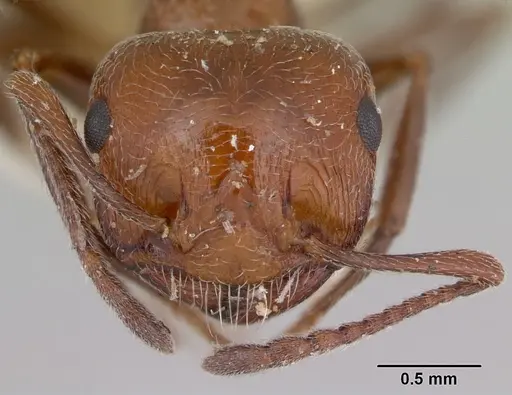 Crematogaster aegyptiaca specimen