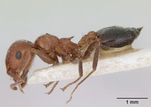 Crematogaster aegyptiaca specimen