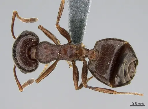 Crematogaster aegyptiaca - CASENT0264800