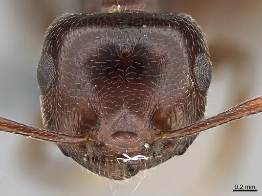 Crematogaster aegyptiaca - CASENT0264800
