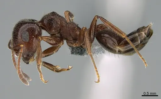 Crematogaster aegyptiaca - CASENT0264800