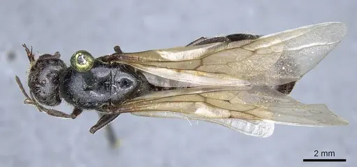 Crematogaster aegyptiaca - CASENT0905760