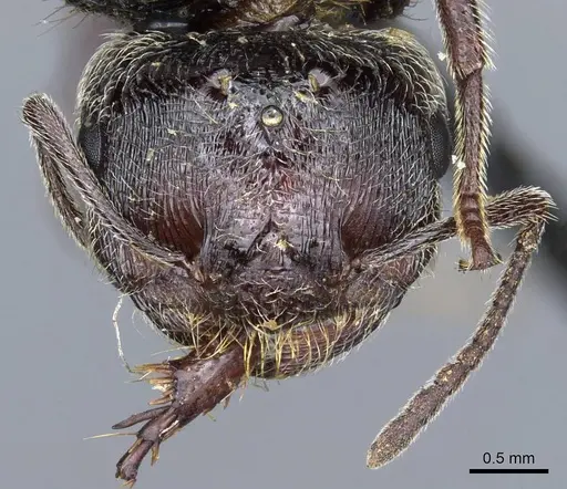 Crematogaster aegyptiaca - CASENT0905760